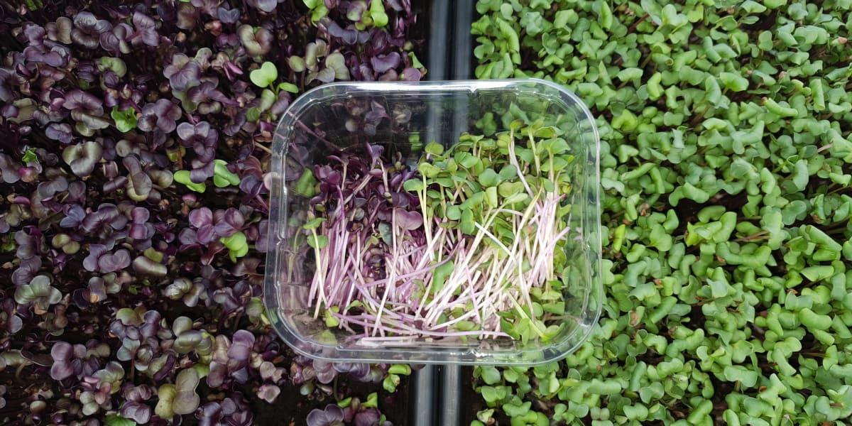 Microgreensplock